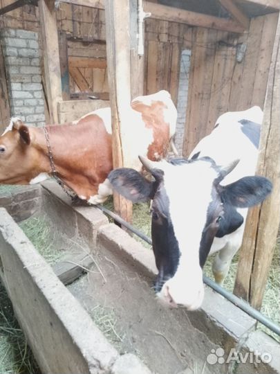 Телки стельные