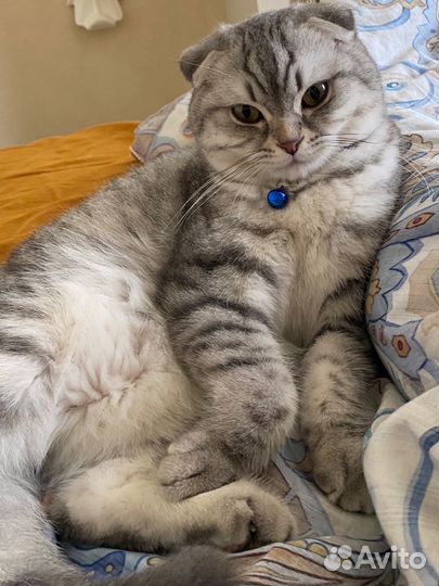Шотландский вислоухий кот