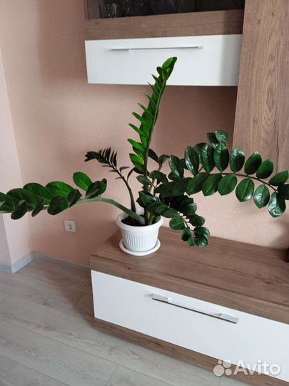 Замиокулькас