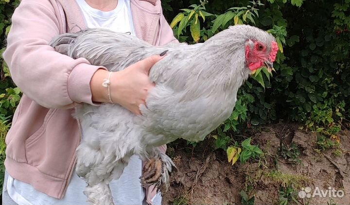 Брама Лаванда