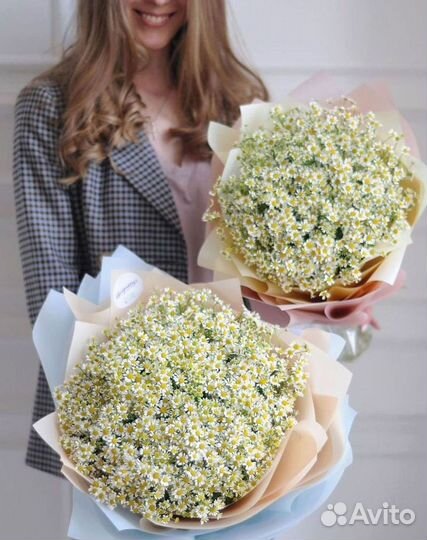 Цветы ромашки