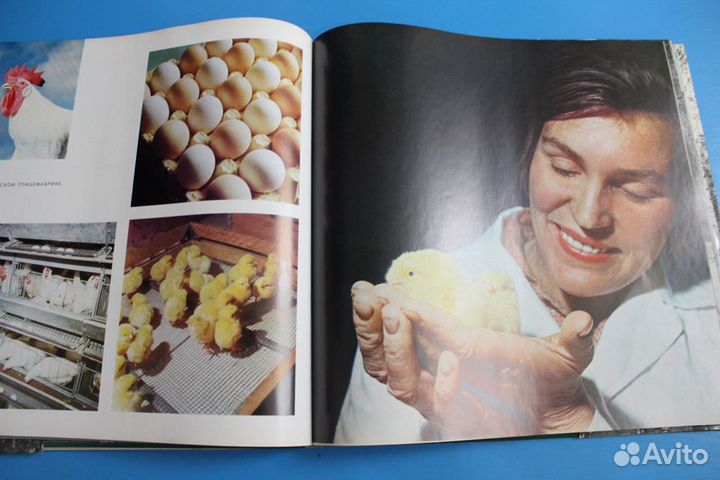 Книга, альбом 