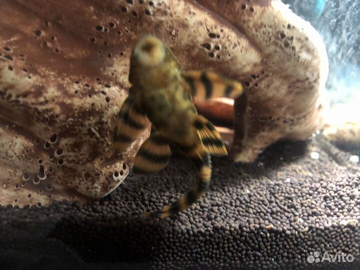 Аквариум с рыбками