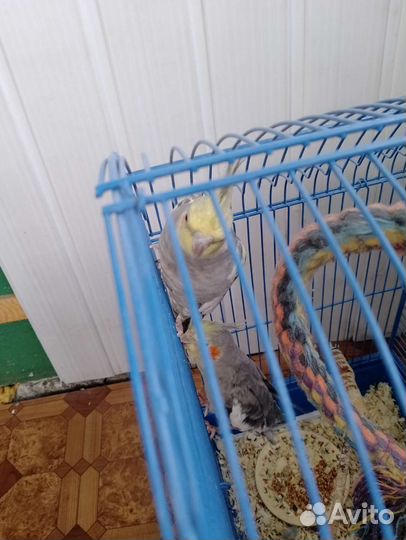 Попугай корелла