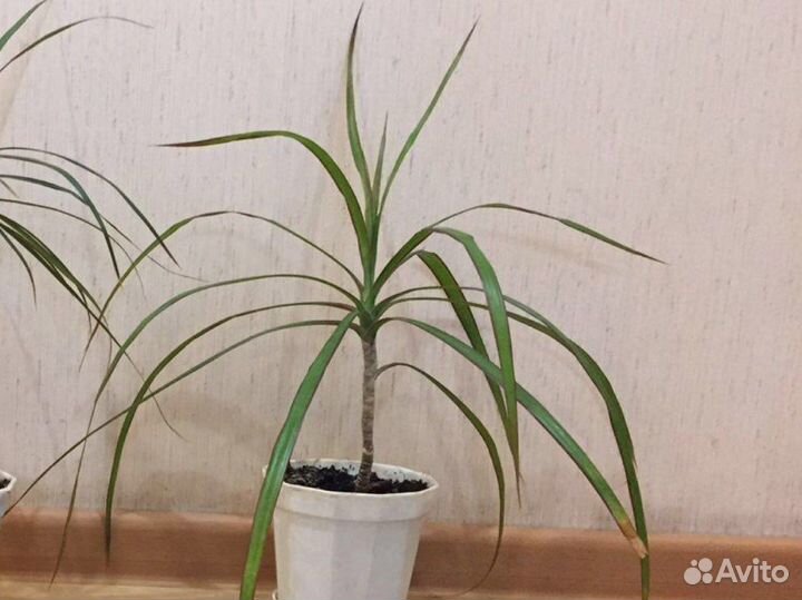 Пальма драцена