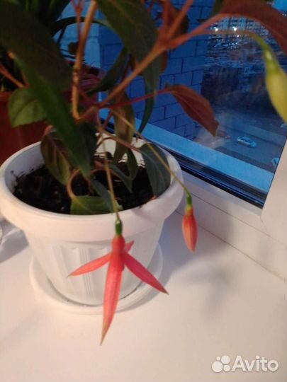 Отростки комнатного цветка фуксия