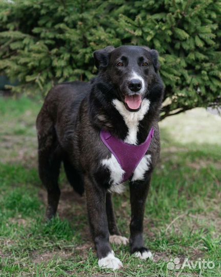 Собака в добрые руки