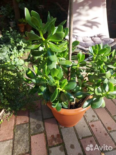 Крассула толстянка