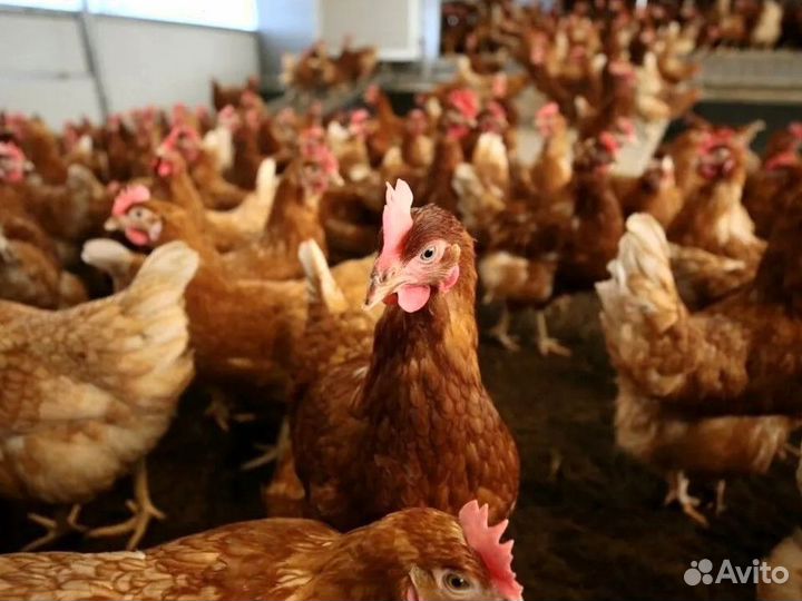 Куры несушки
