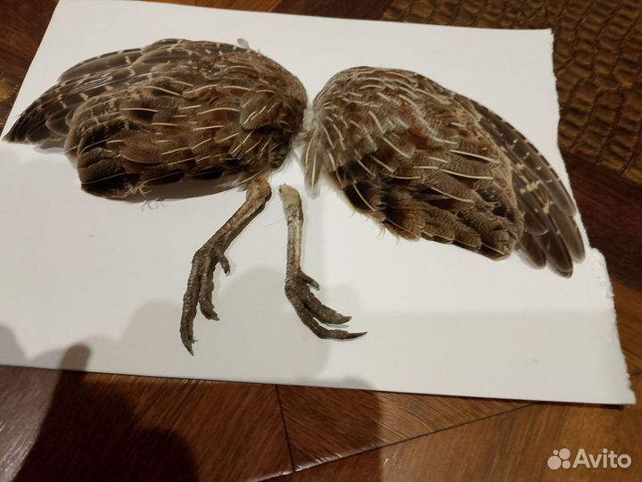 Крылья куропатки, ноги