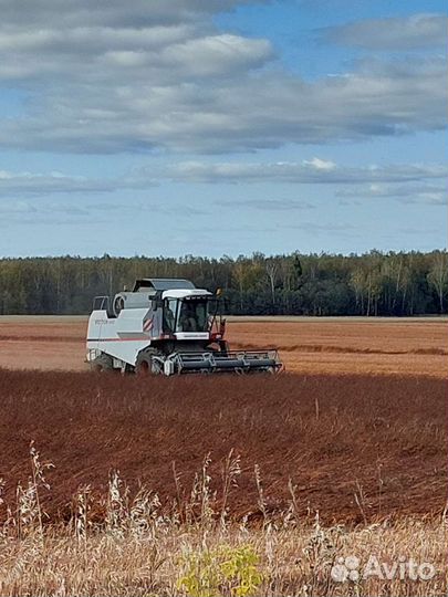 Лузга гречихи