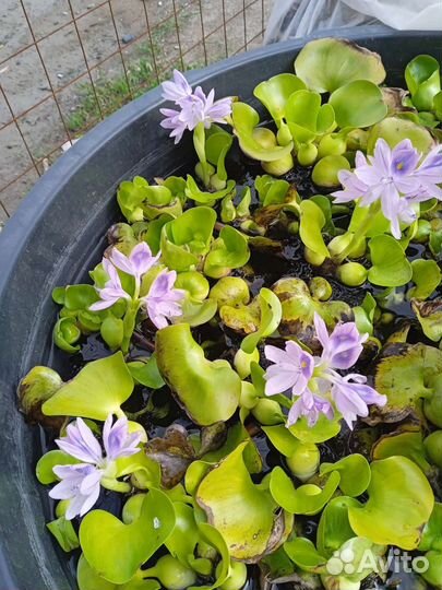 Растения для пруда