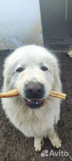 Бычий корень сушеный