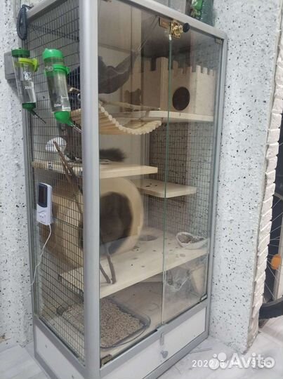 Шиншиллы с витриной