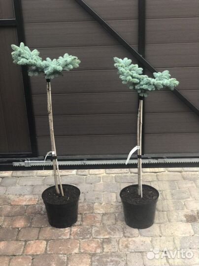 Ель глаука глобоза на штамбе отправка по РФ