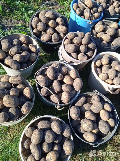 Картофель деревенский