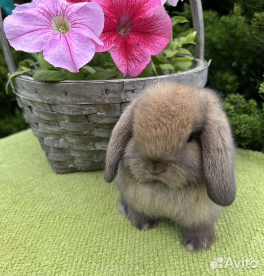 Карликовые кролики питомник