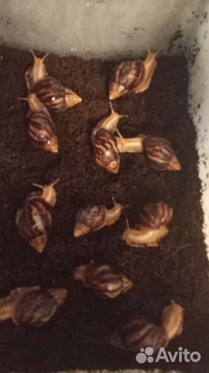 Улитки ахатины