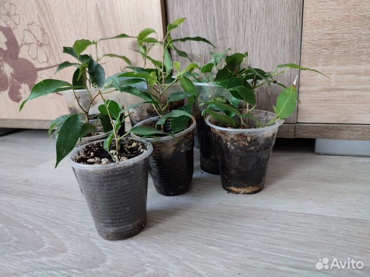 Фикус бенджамина