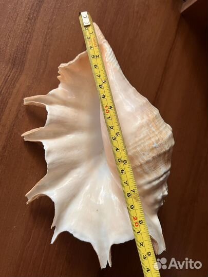 Ракушка и звезда морская