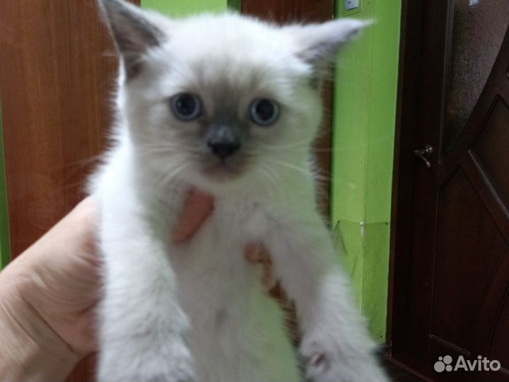 Шотландская кошечка