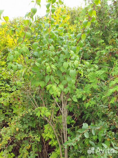 Жасмин махровый и обычный