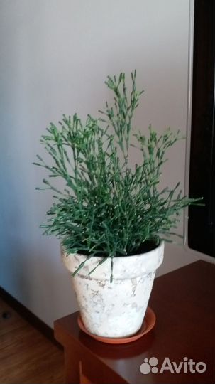 Хатиора рипсалис суккулент