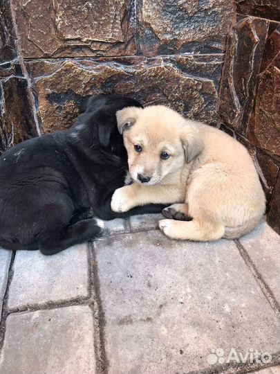 Щенок в добрые руки