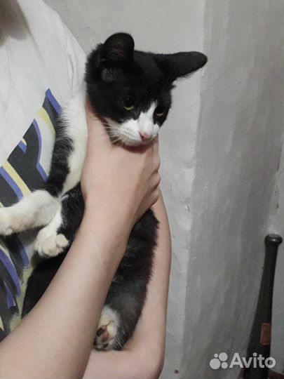 Котятки девочки