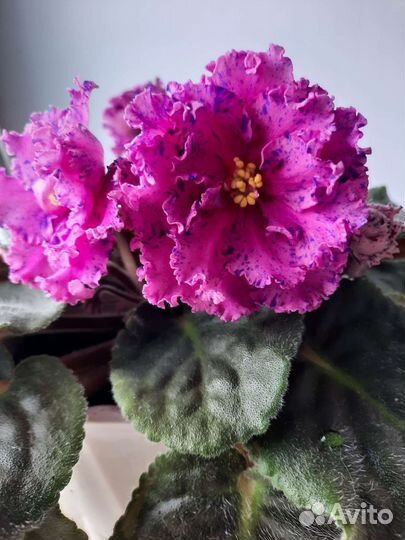 Сортовая крупноцветковая фиалка