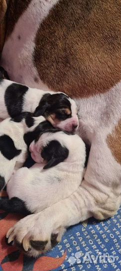 Ветеринарный врач на дом