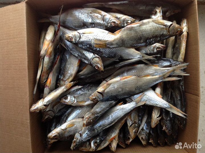 Плотва вяленая плотва вяленая рыба