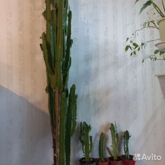 Комнатные растения цветы