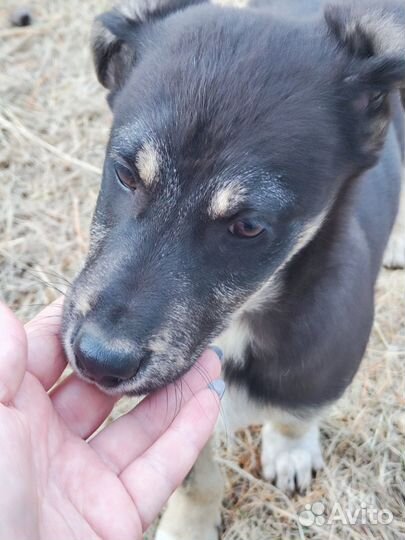 Щенки в добрые руки