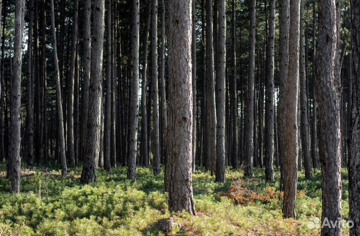 Готовый, лесной бизнес