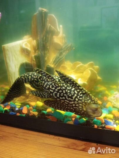 Аквариум с рыбами и Украшение для аквариума