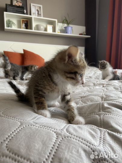 Котята в добрые руки