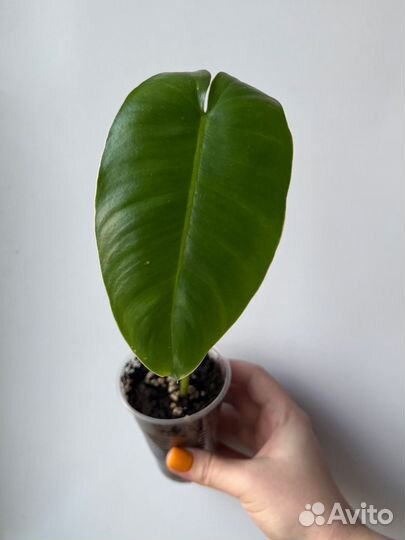 Филодендрон Бурле Маркс