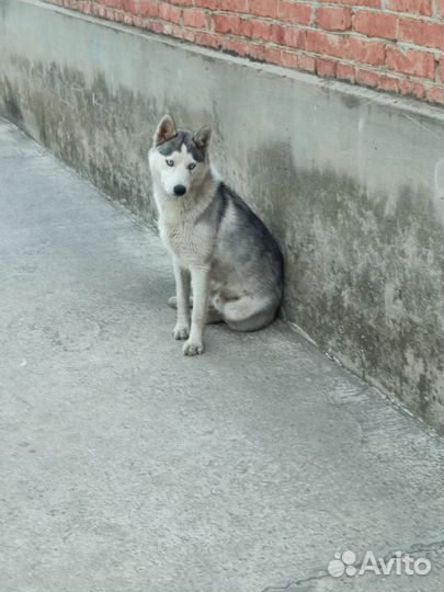 Сибирский хаски брошен на улице