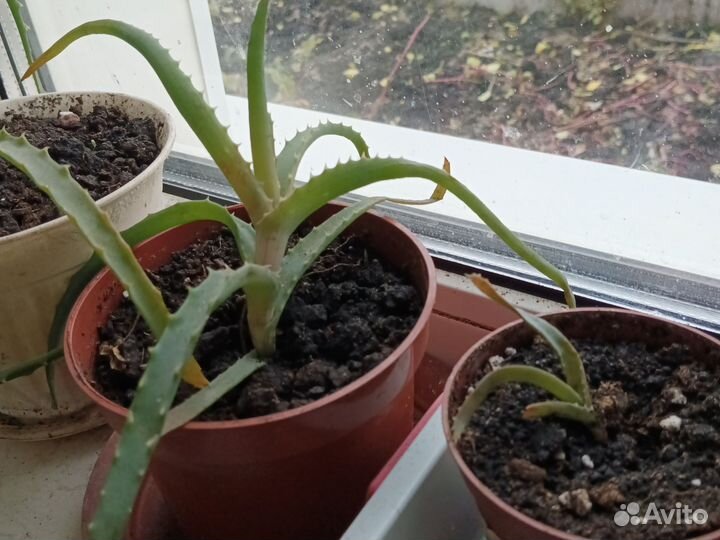 Олеандр красный, алоэ