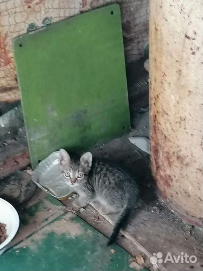 Котята в добрые руки бесплатно