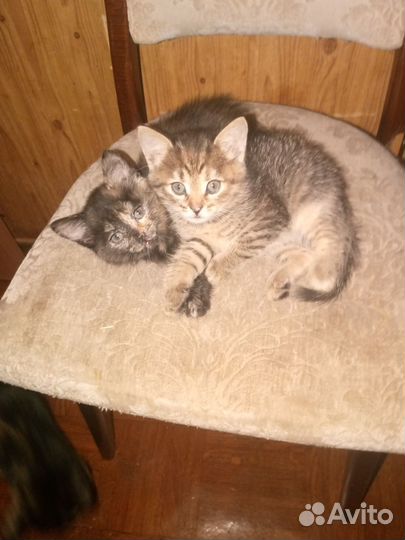 Кошка в дар бесплатно