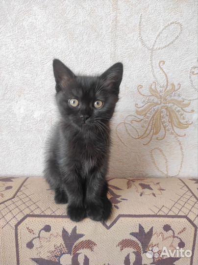 Кошечка в добрые руки