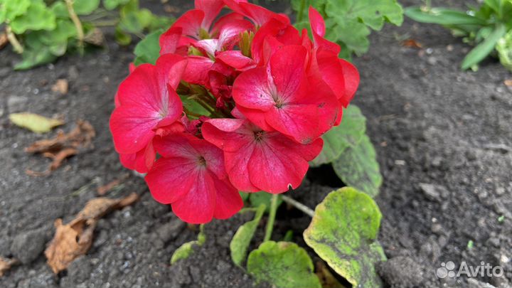 Герань пеларгония