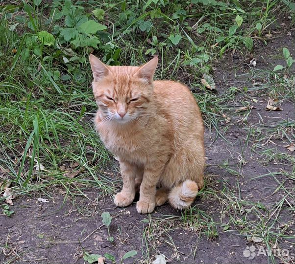 Молодой котик ищет дом