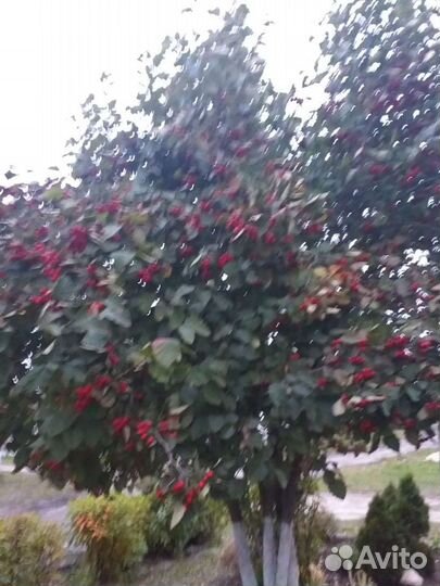 Боярышник плоды