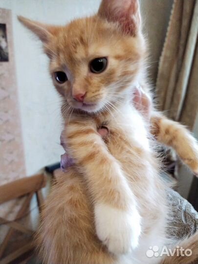 Рыжий котёнок в поиске дома