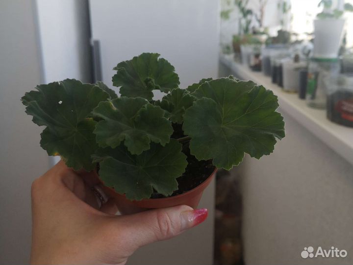 Комнатные растения