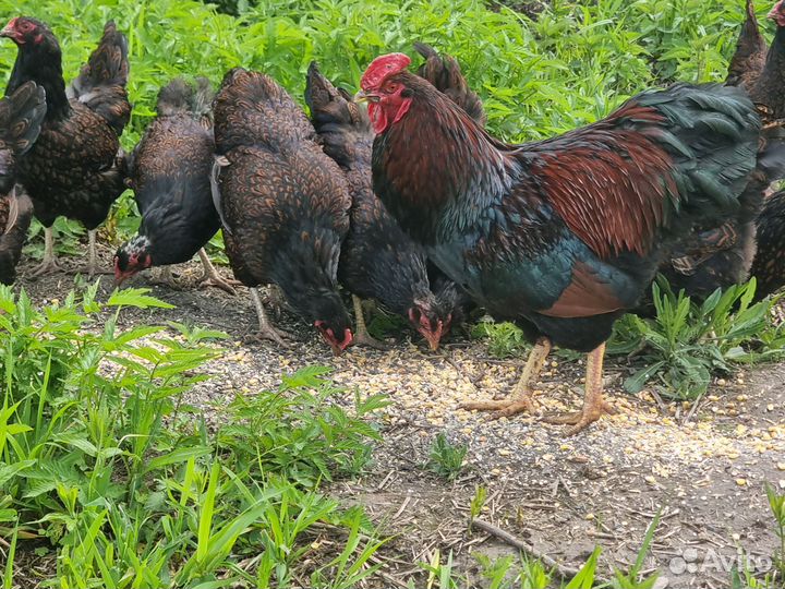 Инкубационное яйцо кур Барневельдер