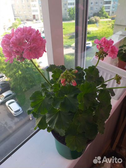 Пеларгония Survivor Batik Blue